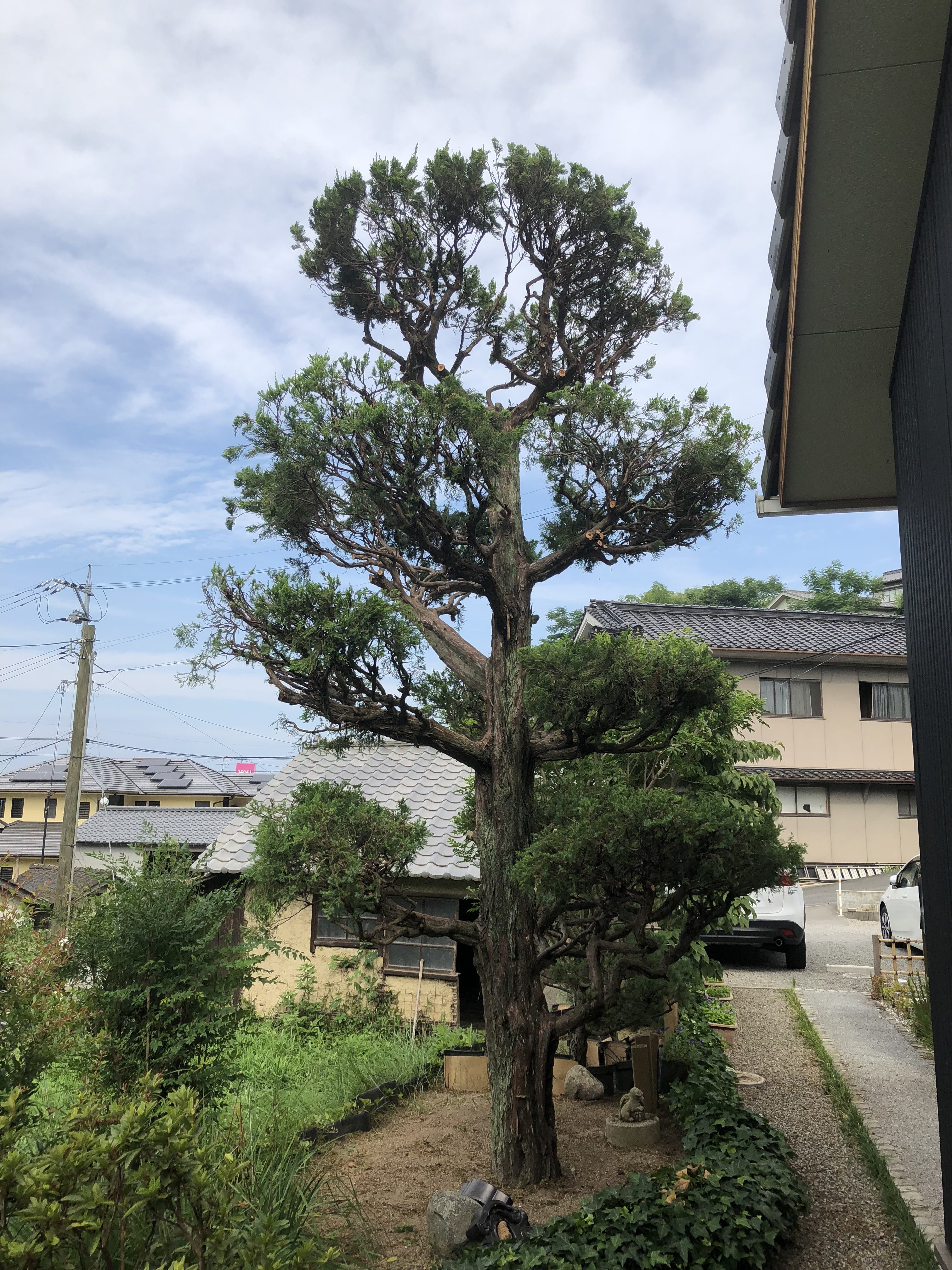 庭木の剪定 趣味 綿地hp綿地hp